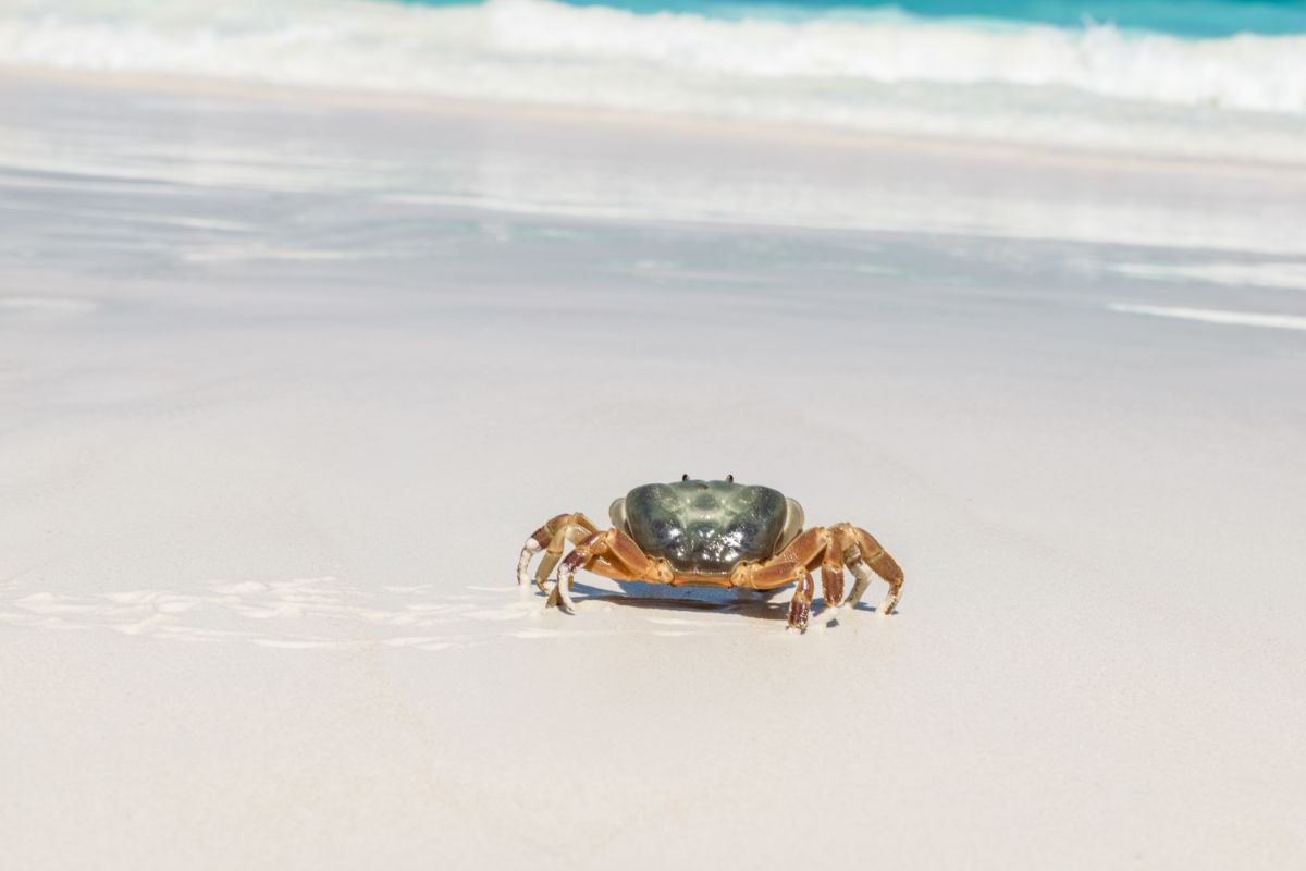 The Comprehensive Guide To Crab Island Destin Florida: